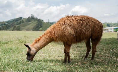 Fototapeta premium Alpaca marrón pastando en pradera verde con paisaje rural y montañas