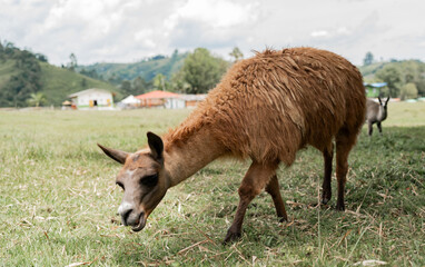 Fototapeta premium Alpaca marrón pastando en un campo verde con paisaje rural de montaña