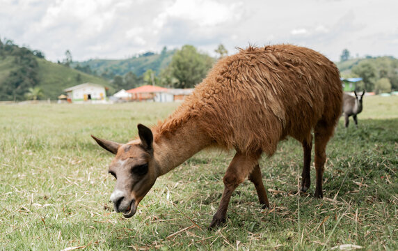 Alpaca marr&oacute;n pastando en un campo verde con paisaje rural de monta&ntilde;a