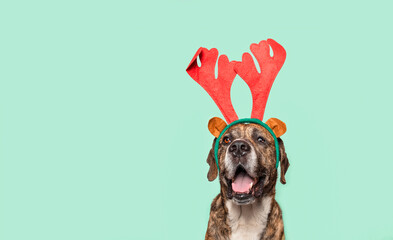 Funny Mastiff Dog Wearing Reindeer Antlers for Christmas isolated in a green background © Beatriz