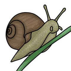Cute snail crawling on green stem vector illustration isolated on white background. Hand drawn cartoon snail with brown spiral shell for nature design, sticker, and icon. © Rextta