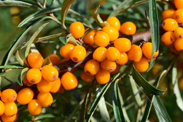 Sea Buckthorn Berries on Branch in Nature, macro, front view © Irina