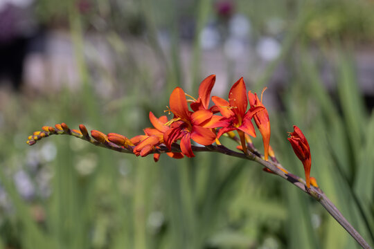 Crocosmia flower spike in bloom with orange red petals and buds, Morden Hall Park, London, in summer sunlight