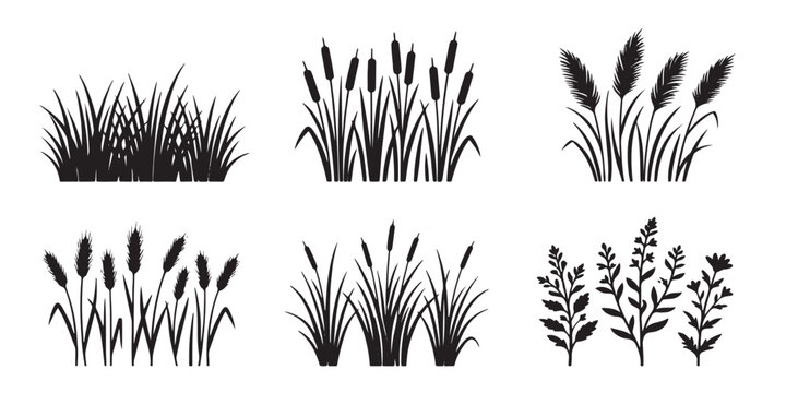 Black grass silhouette vector set, marsh cattail and reed plant icons, wild meadow herb and swamp vegetation collection