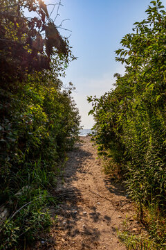 Enchanting sandy path framed by lush greenery leads to a serene beach at Rondeau Provincial Park, Ontario, offering a glimpse of sunlit waves and tranquil nature.