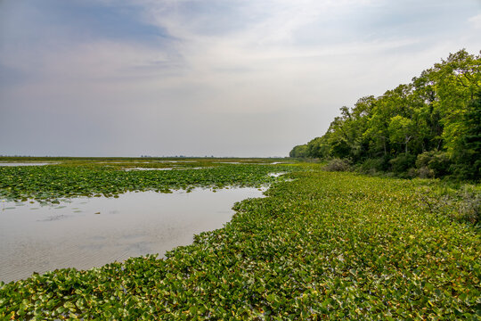 Lush wetland view in Point Pelee National Park, Ontario, showcasing serene waters and verdant greenery under a cloudy sky.