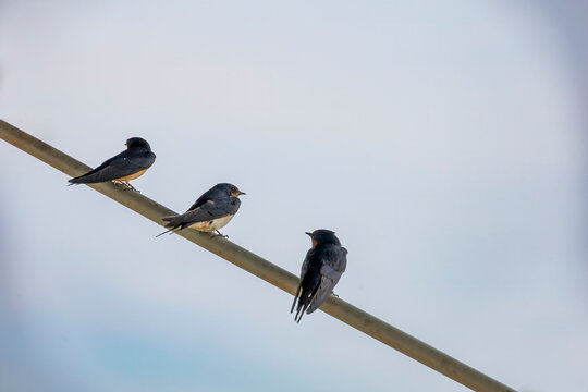 Three swallows perched on a wire against a clear sky at Point Pelee National Park, Ontario.