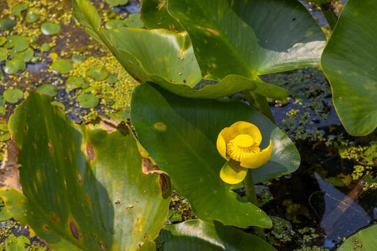 A vibrant yellow water lily blooms among lush green leaves in Point Pelee National Park, Ontario, showcasing the park's rich aquatic plant life.