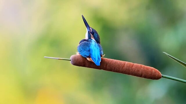 Common kingfisher perching on cattail spike