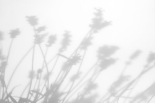 Real sparse foliage shadow cut out on a transparent png background with hazy soft-focus edges. Pairs with a soft wellness mockup overlay, an abstract and surreal aesthetic as a transparent png layer.