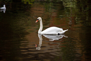 Obraz premium A white swan swimming on a lake on a bright sunny day. Animals, birds, ornithology, ecology.