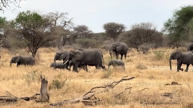 Herd of African elephants walking on savanna grassland