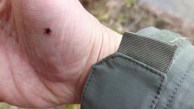 A tick crawls on a person's hand