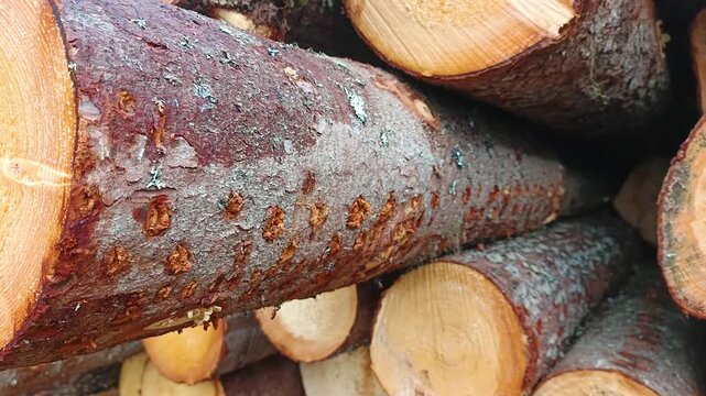 A large stack of harvested timber.

