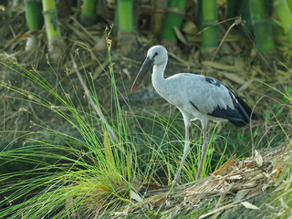 Fototapeta premium Asian Openbill (Anastomus oscitans) standing near wetland vegetation showing open bill gap and foraging adaptation