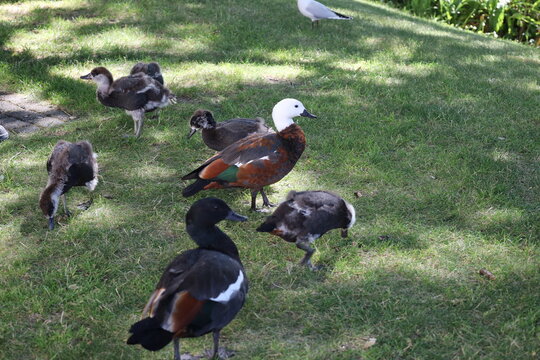 male, black head, female Paradise shelduck, white head, rich chestnut-brown body, standing in grass, grazing ducklings (Tadorna variegata) (close-up, sun-dappled) 6239