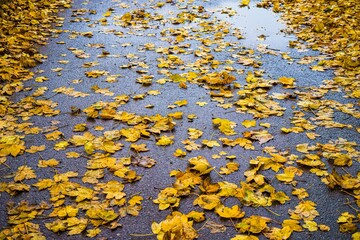 Obraz premium Wet asphalt covered with fallen yellow autumn leaves