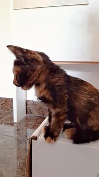 small kitten playing in a room