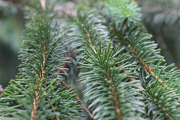 Close-up of fresh green pine or fir tree branches with needles, detailed macro nature background and evergreen forest concept © Oleg
