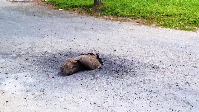 a wild peacock doing a dust bath in a park