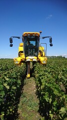 Obraz premium modern yellow tractor in the vineyards for the harvest of red grapes, Bordeaux region, rural France