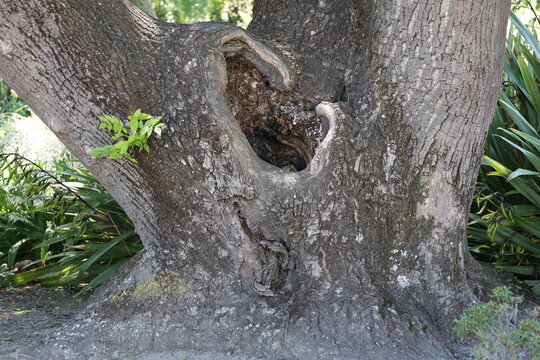 large natural cavity, hollow, forming at a branch union on trunk, mature hardwood tree (macro, close-up, shade) 6250