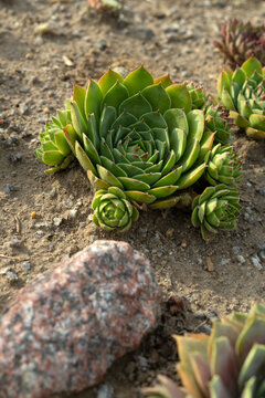 Hardy Sempervivum tectorum nursery stock for professional rock garden landscaping