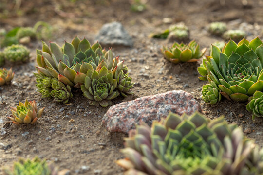 Various Sempervivum succulent plants growing together in a backyard rock garden