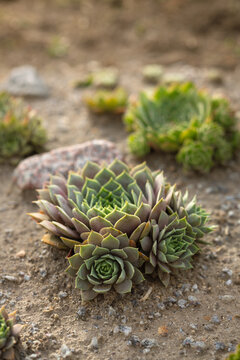 Sempervivum tectorum hens and chicks succulent plant on stony ground mockup