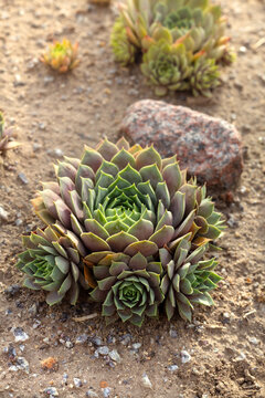 Sempervivum tectorum hens and chicks succulent plant on stony ground mockup