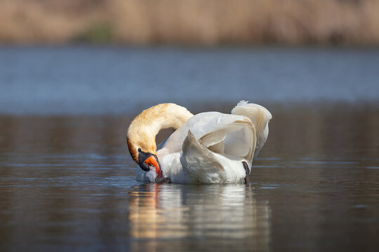 Mute swan preening feathers in lake water