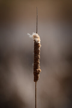 Dry cattail reed pod on soft blurred background for minimal poster mockup