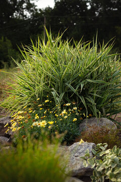 Phalaris arundinacea or reed canary grass in rock garden landscaping