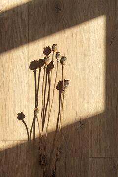 Dry poppy seed pods on wooden background with dramatic sunlight shadows mockup
