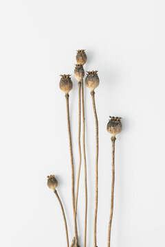 Dry poppy seed pods on white background with copy space mockup