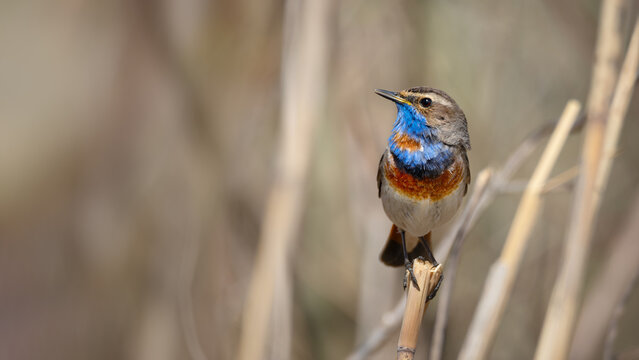 Bluethroat bird perched on a dry reed with copy space mockup