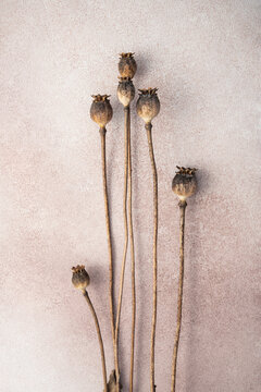 Dry poppy seed pods on beige textured background with copy space mockup
