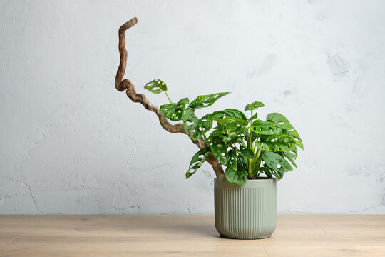 Monstera adansonii in ceramic planter on driftwood pole for minimalist interior design