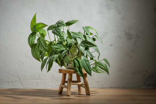 Cebu Blue pothos houseplant in ceramic pot on rustic wooden stool