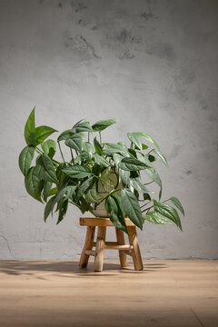 Cebu Blue pothos houseplant in ceramic pot on rustic wooden stool