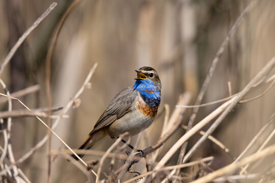 Bluethroat bird perched on a dry reed with copy space mockup