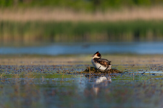 Great crested grebe sitting on its nest in the lake
