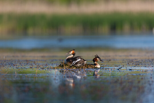 Pair of great crested grebes on floating nest in lake