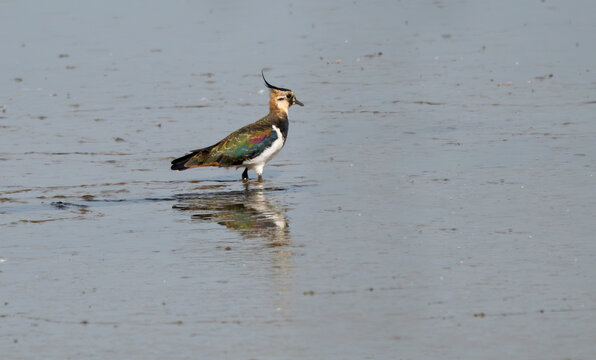 Lapwing (Green Plover)