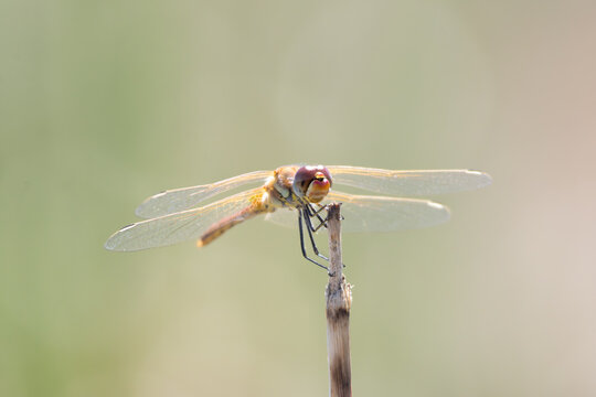 Dragonfly perching on a stick in nature