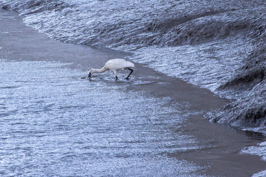Spoonbill bird foraging for food in tagus river