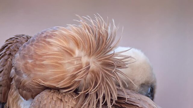 Griffon Vulture Resting with Head Tucked Under Feathers, Peaceful Wildlife Portrait, 4K Footage