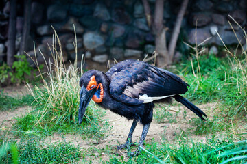Obraz premium A Kaffir horned raven on a background of green grass on a bright sunny day. Animals, birds, ornithology, ecology.