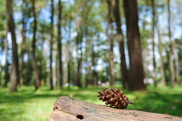 A pine cone on wooden log in the forest © Farknot Architect