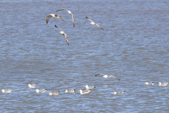 Seagulls flying and swimming over tagus river